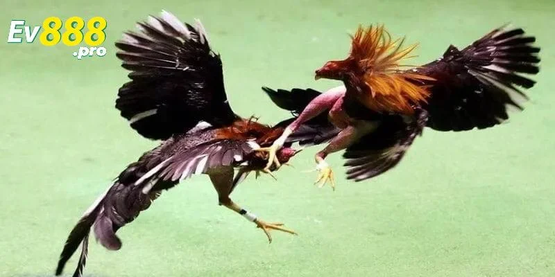 Tổng quan về bộ môn đá gà cựa sắt